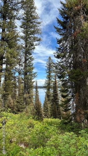 Foto Jenny Lake through the trees