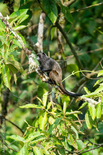 Photography Black-mantled tamarin (Leontocebus nigricollis) in a tree at a lodge in Baeza, E
