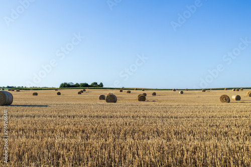 Bild auf Leinwand Bales of hay sit scattered across a harvested farm field