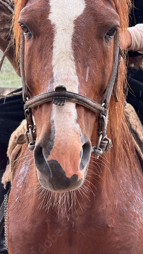 portrait of a horse
