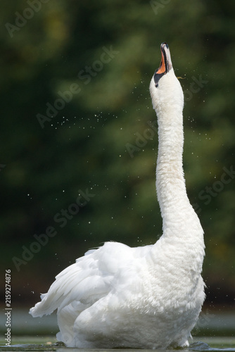 Принти на полотні Mute swan (Cygnus olor) bird stretching neck and splashing water while calling o