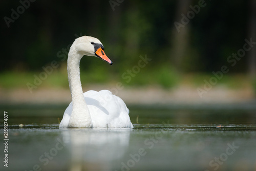 Konstfotografi Mute swan Cygnus olor bird swimming gracefully on calm lake water