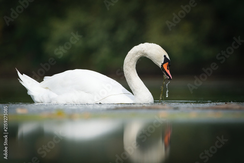 Foto Mute swan Cygnus olor bird swimming gracefully on calm lake water