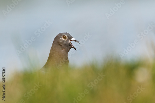 Rock dove Columba livia bird peeking over grassy bank on nature reserve