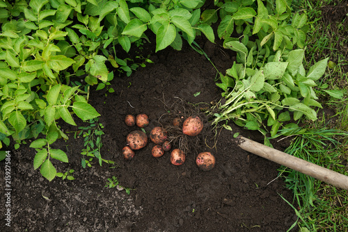 Freshly harvested raw pink potatoes lying on dark fertile soil in the garden