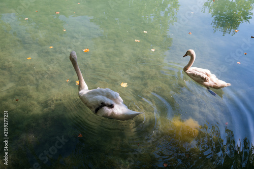 Juvenile swans glide through clear green-blue water on Lake Annecy, France, with soft reflections and ripples.