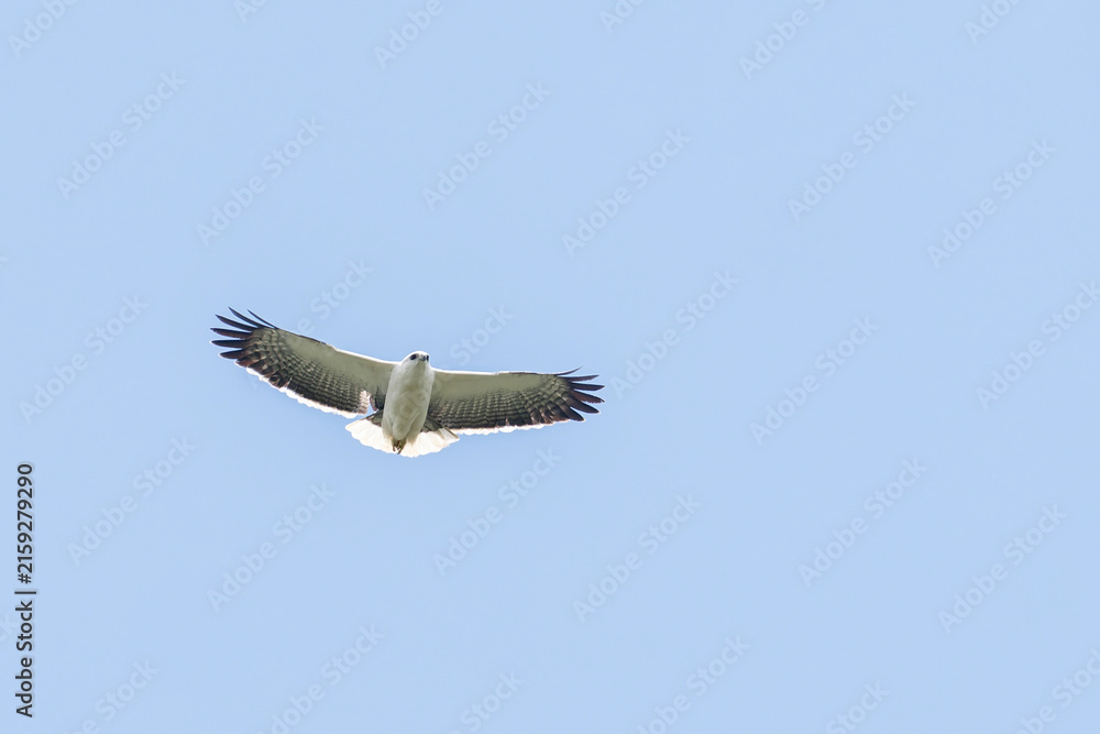 Obraz premium A Mantled Hawk soars in the blue sky towards you in Brazil, South America.