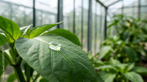 Close up of a water droplet on a green pepper leaf. Macro photography of plant foliage inside a glass greenhouse. Organic vegetable cultivation detail