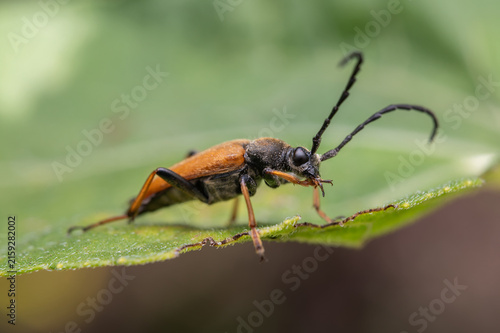 Konstfotografi A closeup of a red longhorn beetle (Stictoleptura rubra) grooming