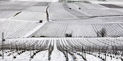 Foto Les vignobles Champenois sous la neige
