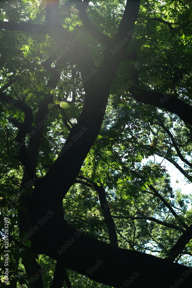 Fototapeta premium Sunlight filtering through trees in Central Park New York City