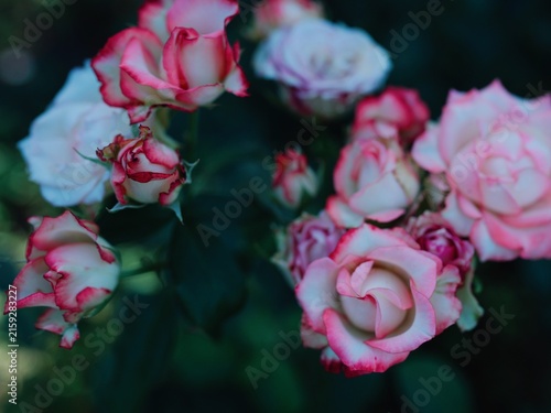 Cuadro en lienzo Close up of romantic pink and white Floribunda roses in moody lighting