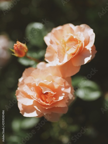 Foto Close up of elegant pastel orange floribunda roses in warm sunlight