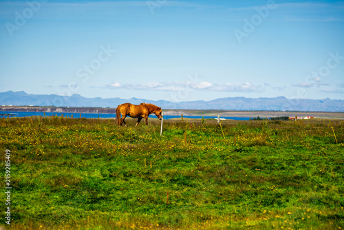 Canvas Print Icelandic Horse Walking in Green Coastal Meadow with Sea and Mountains in Backgr