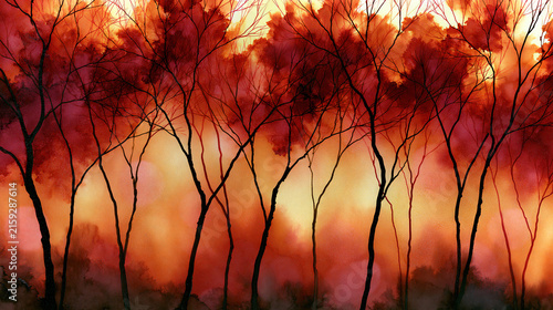 Sunset Silhouettes of Bare Trees in a Misty Forest