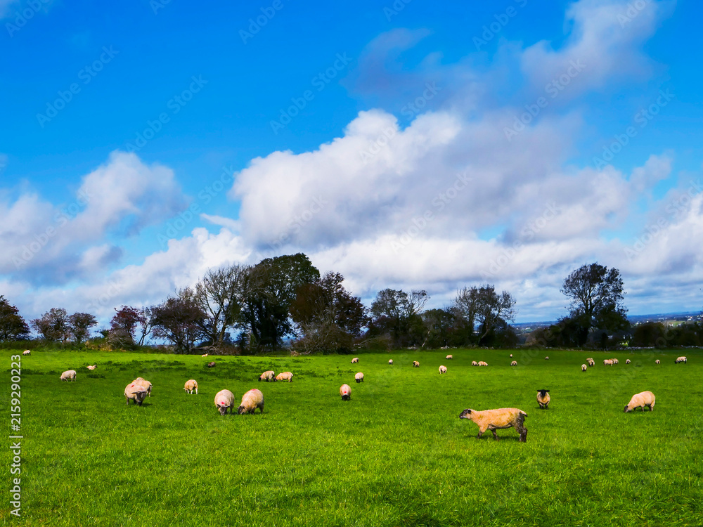 Obraz premium Vast green pasture under a vivid blue sky. Scattered wool sheep graze peacefully across the field. Clouds drift lazily, casting soft shadows. Trees dot the horizon, adding depth to the scene
