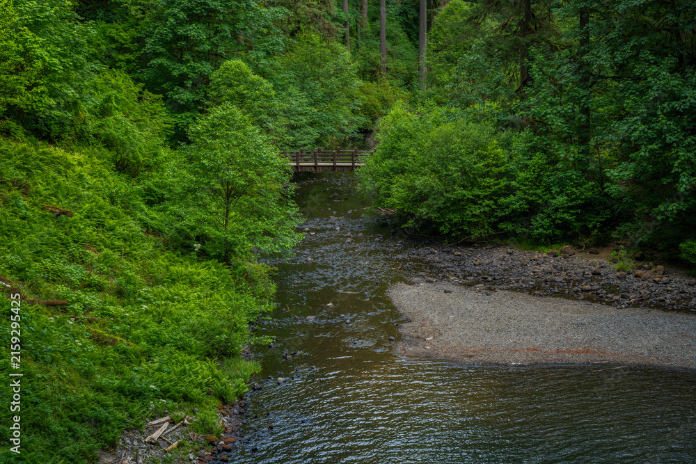 Fototapeta premium Exploring lush greenery along the serene stream in Silver Falls