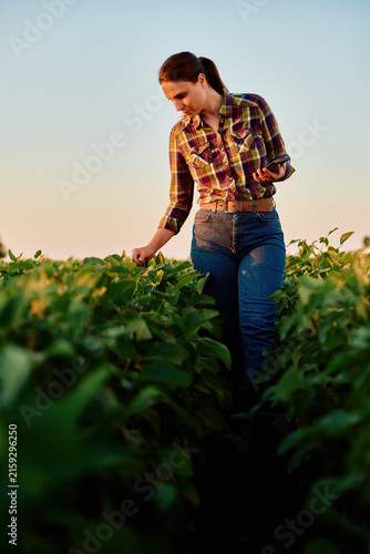 Woman farmer walking through a soybean field during sunset, checking plant health and growth for sustainable agriculture