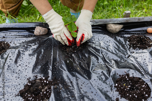 Farmer planting strawberry seedlings in soil through black plastic mulch film in the garden using hand trowel shovels.