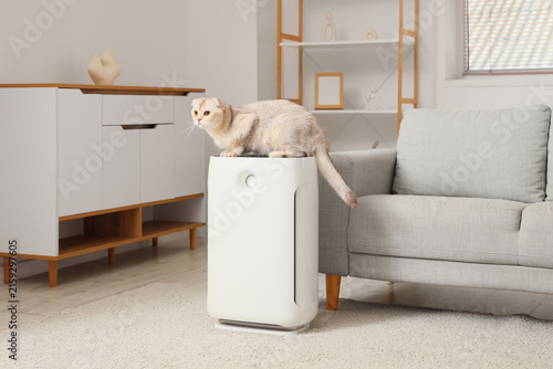 Cute Scottish Fold cat on a...