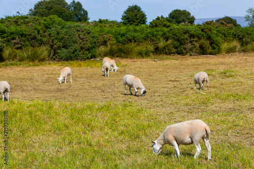 фотографія Sheep grazing on grassy common land at Mynydd Illtyd in the Brecon Beacons, Wale