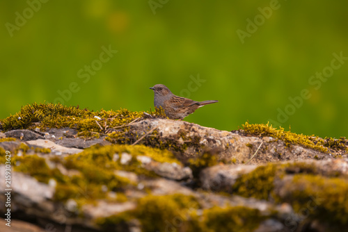 Plakat w ramie Acentor común. Prunella modularis. un pájaro del tamaño de un gorrión, pero con un pico fino y patas fuertes, ya que le gusta correr por el suelo.