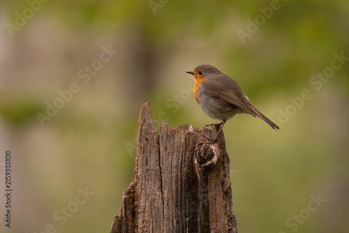 Konstfotografi Petirrojo