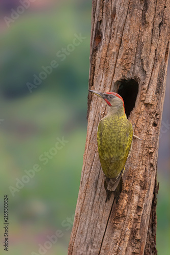 Bild auf Leinwand Pájaro carpintero ibérico