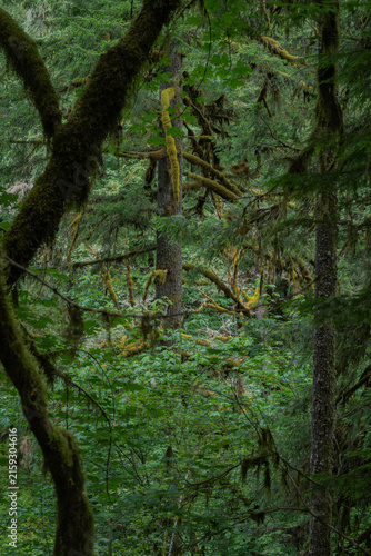 Fotografía Exploring the lush greenery of Silver Falls State Park
