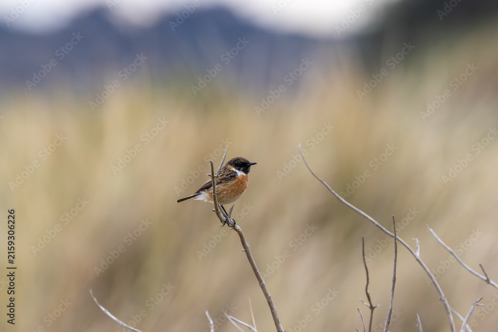 Fototapeta premium European stonechat on a dry twig