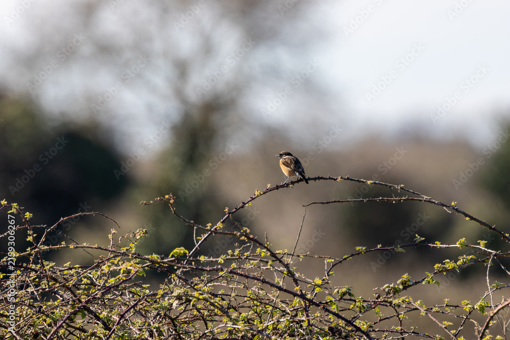 Fototapeta premium European stonechat on a bramble stem
