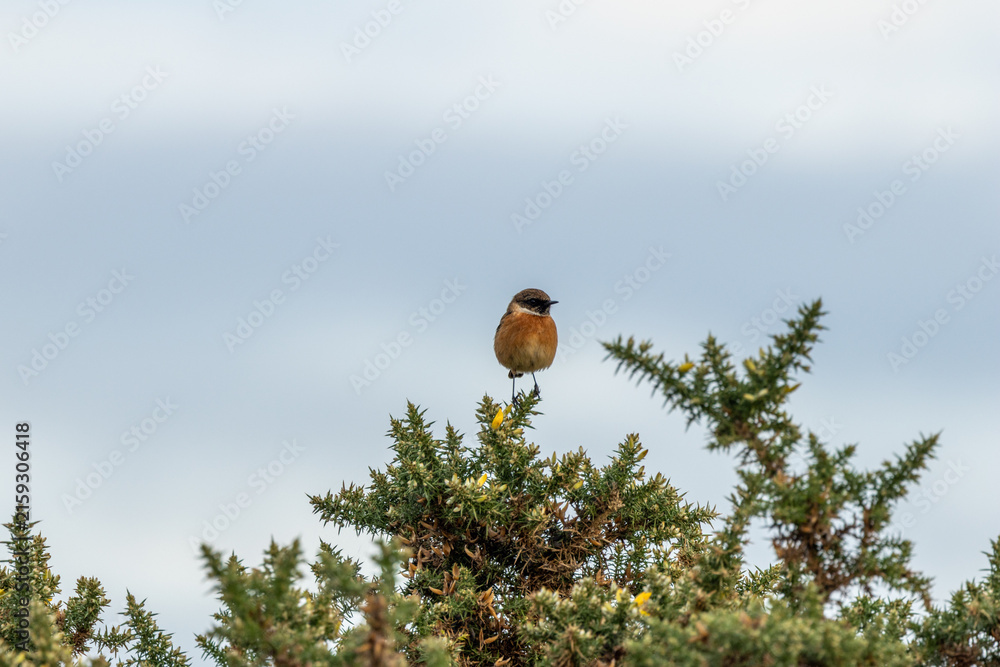 Fototapeta premium European stonechat on gorse