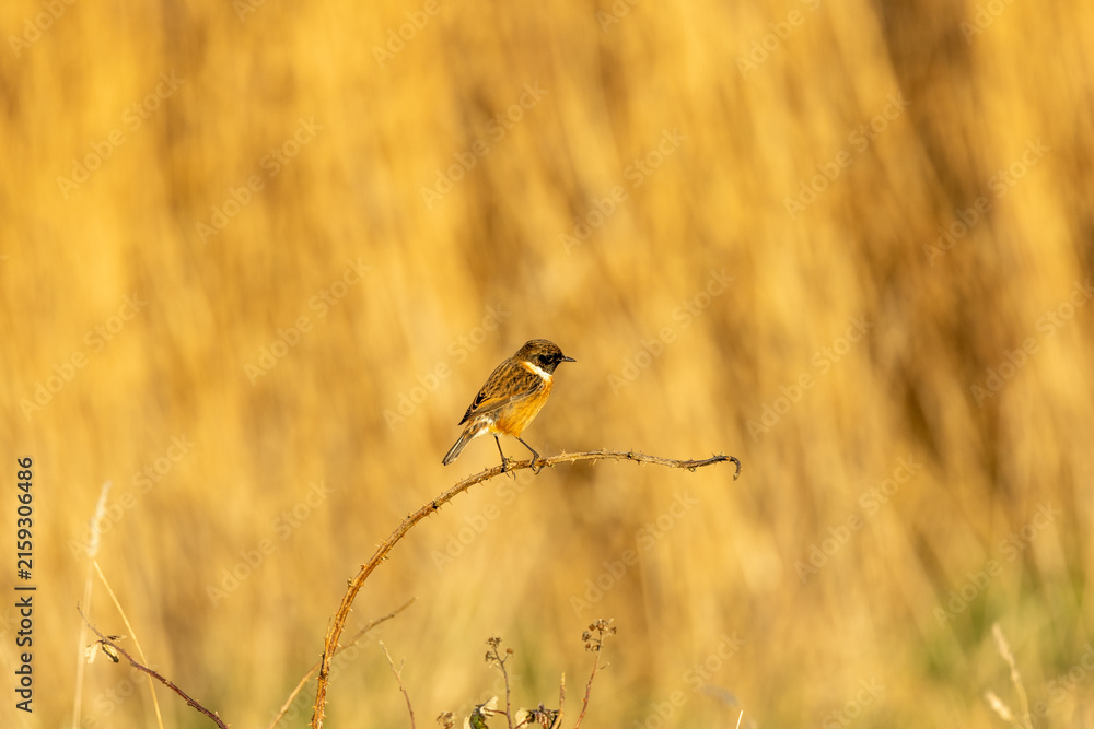 Fototapeta premium European stonechat on a bramble in golden light