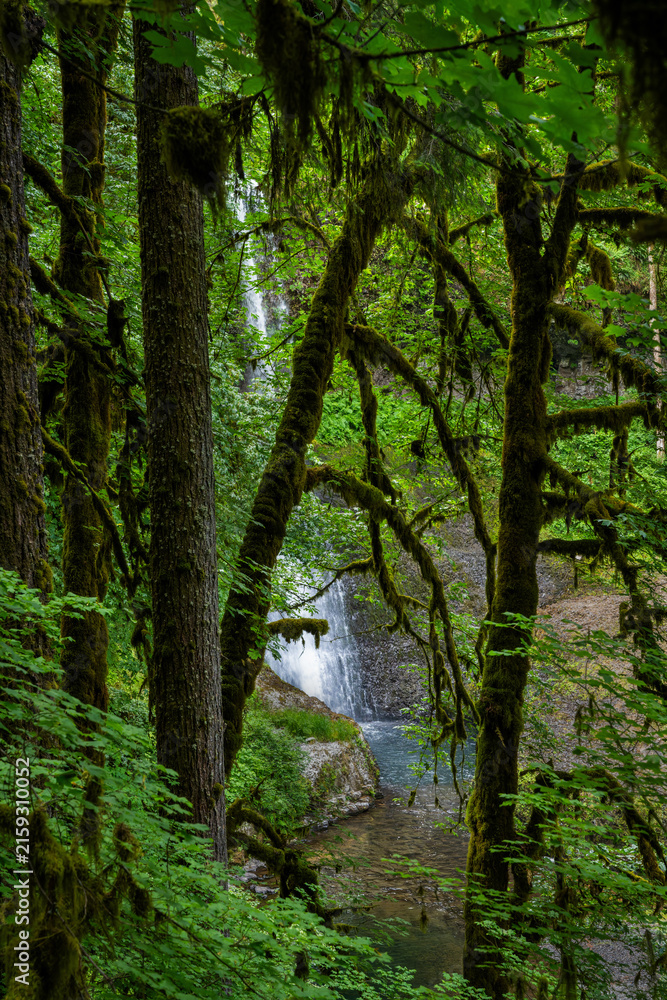 Fototapeta premium Nature's whisper at Silver Falls State Park in Oregon
