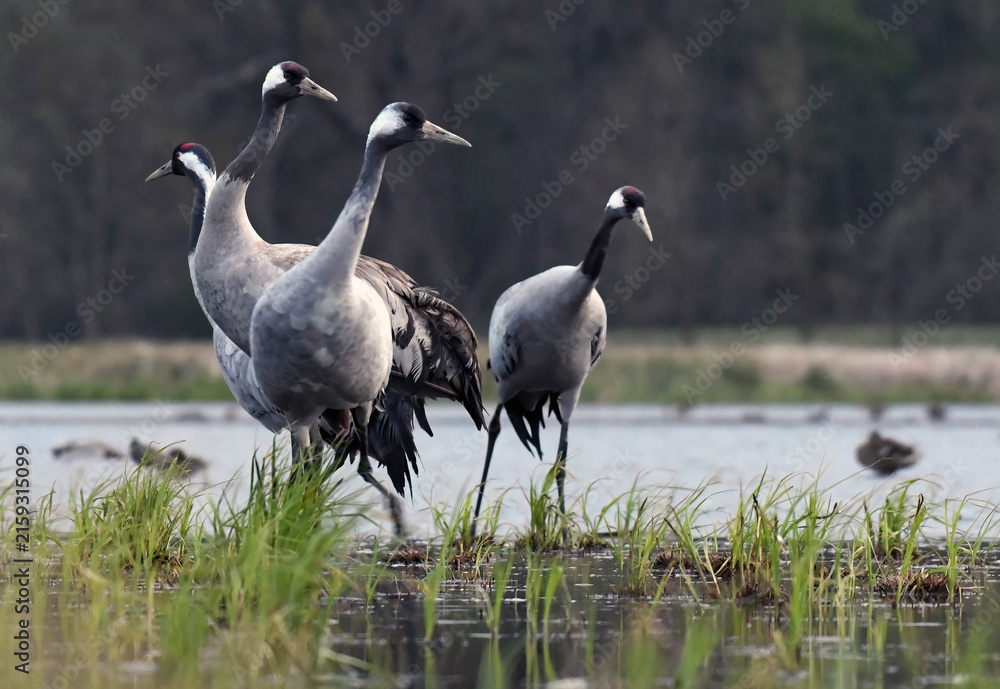 Naklejka premium Group of common cranes standing in a wetland during spring migration