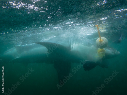 Photography Underwater view of great white sharks circling divers in cage