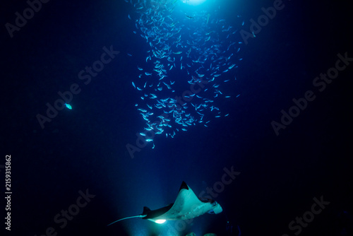 Cuadro en lienzo A manta ray (Manta birostris) glides through the dark blue ocean depths, illuminated by a bright light, while a school of small fish swims above