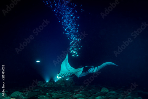 Photography Two manta rays (Manta birostris) glide through the dark ocean depths, illuminated by their own bioluminescence, attracting a school of small fish