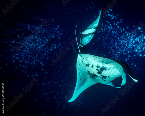 Photography Two manta rays swim through a school of fish in the deep blue ocean