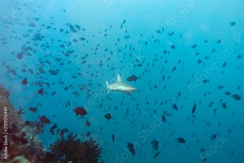 Photography A grey reef shark (Carcharhinus amblyrhynchos) swims among a school of fish in clear blue water
