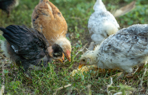 Quadro su tela Chicks are searching for food in a garden