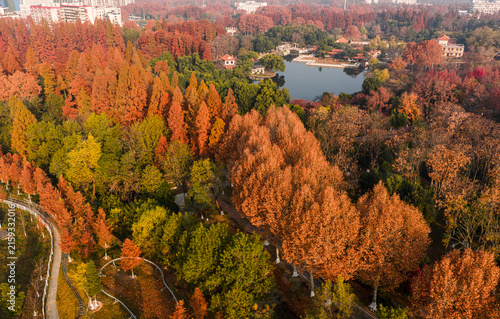 Aerial view of a city park in autumn, featuring vibrant redwoods and a classic Chinese garden pavilion by a serene lake. A peaceful natural retreat for leisure.	