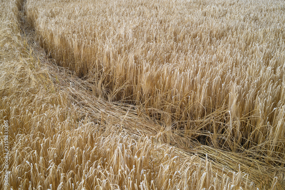 Fototapeta premium Narrow trail winding through a golden barley field during the harvest season in Craigellachie, Moray, Scotland under soft natural daylight