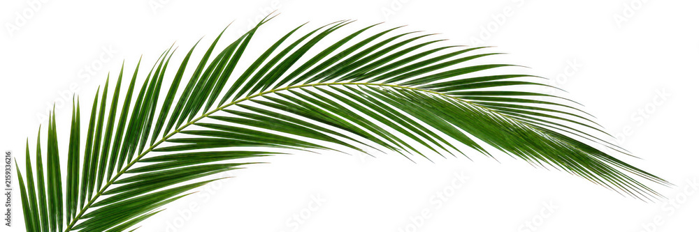 Fototapeta premium Single palm frond isolated against a bright background with natural lighting