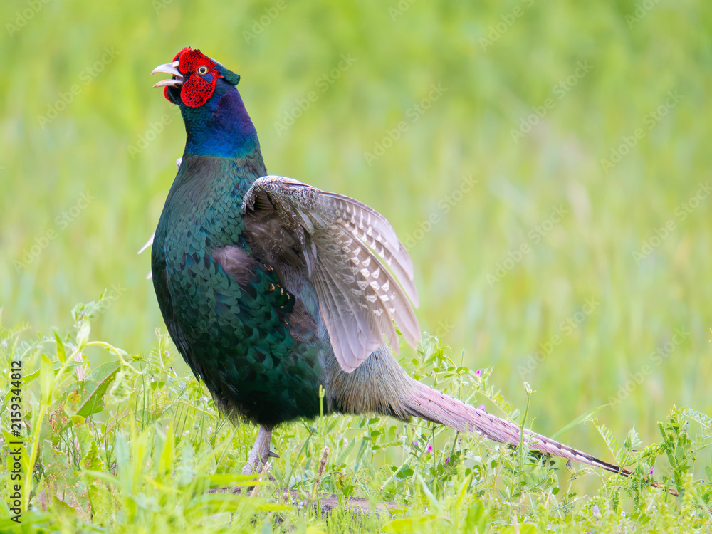 Obraz premium 母衣打ちをして鳴くオスのキジ