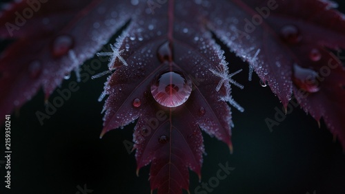 Minimalist Frozen Morning Dew on Crimson Leaf 