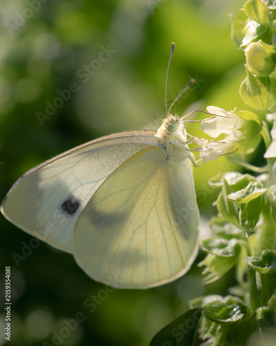Obraz na plátně Cabbage White butterfly (Pieris rapae)