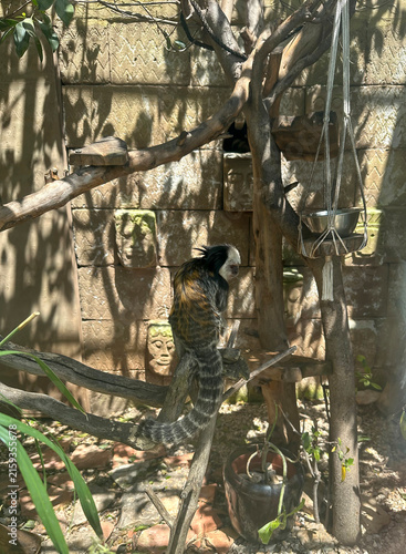 Foto Smallest species of monkey pygmy marmoset (Cebuella pygmaea)