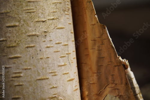 Foto Peeling birch tree macro