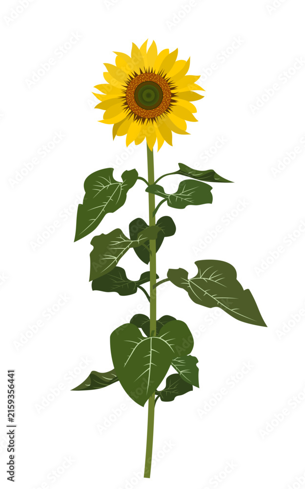 Fototapeta premium Detailed blooming sunflower plant with modular green stem and leaves vector illustration